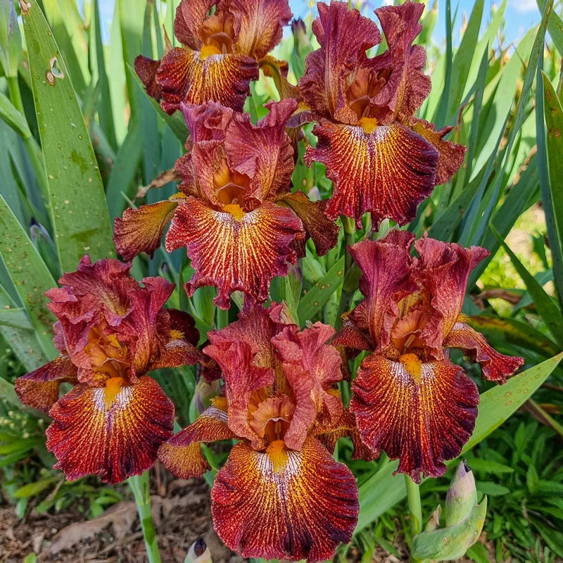 Dash of Spice Bearded Iris Seeds